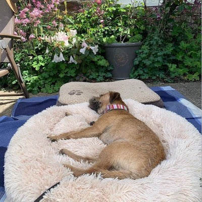 Hundebett wolke | flauschiger komfort trifft beruhigenden schlaf