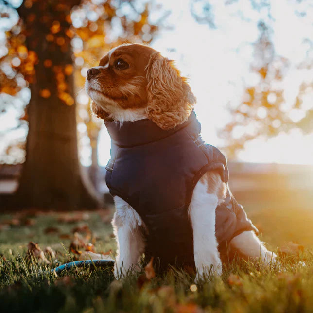 Hundejacke – Wasserabweisend, Verstellbar, für den Außenbereich