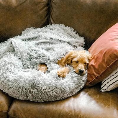 Hundebett wolke | flauschiger komfort trifft beruhigenden schlaf
