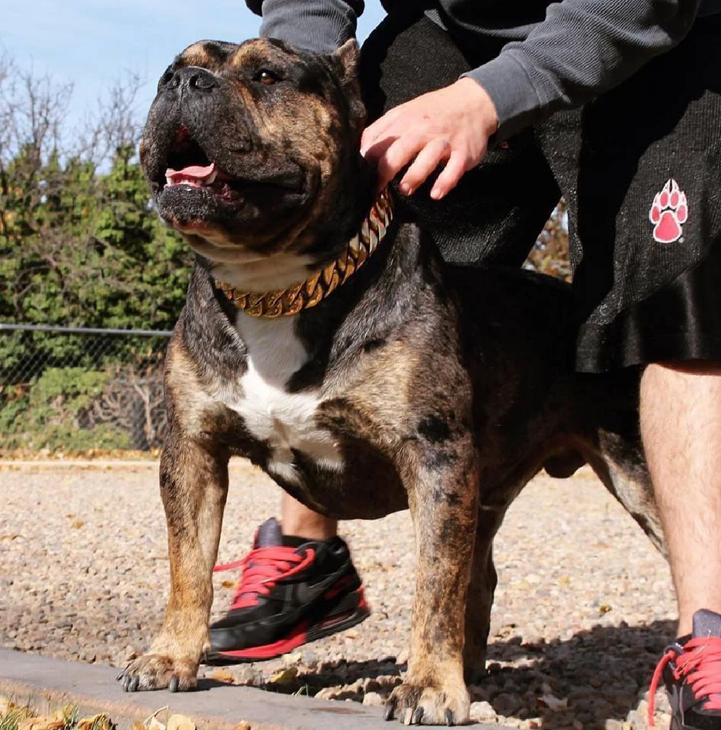 BlingBling – Metall‑Hundekette