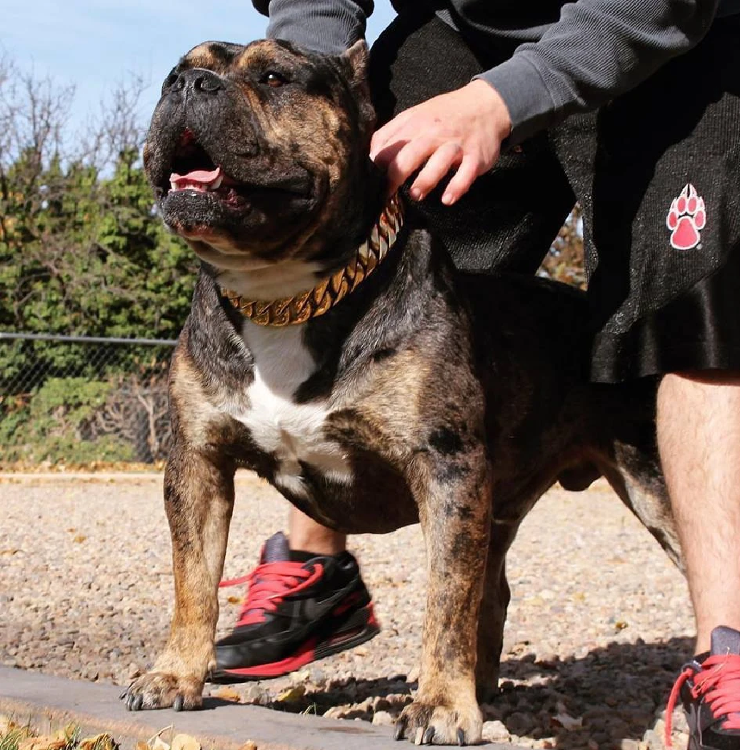 BlingBling – Metall‑Hundekette