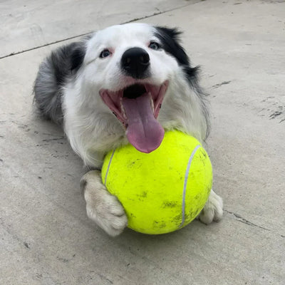 PowerFetch | Monster-Tennisball für Hunde